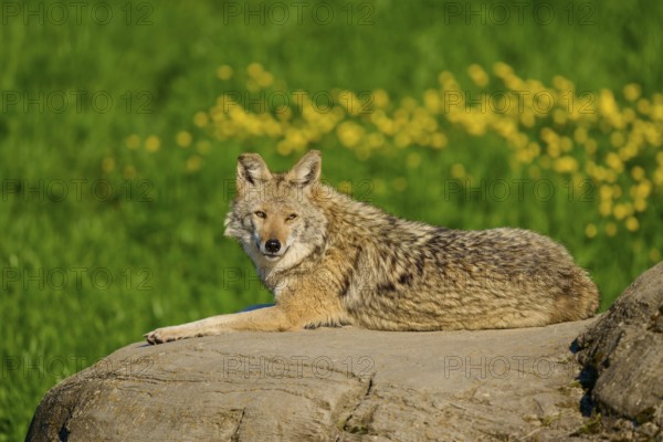 Coyote lying relaxed on a rock surrounded by green meadow and yellow flowers, coyote (Canis