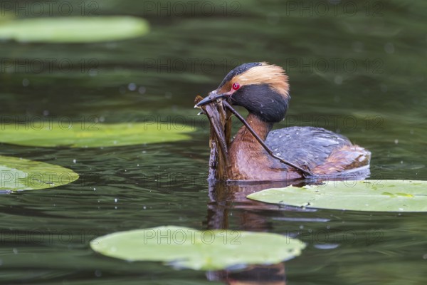 Ohrentaucher (Podiceps auritus) Slavonian Grebe