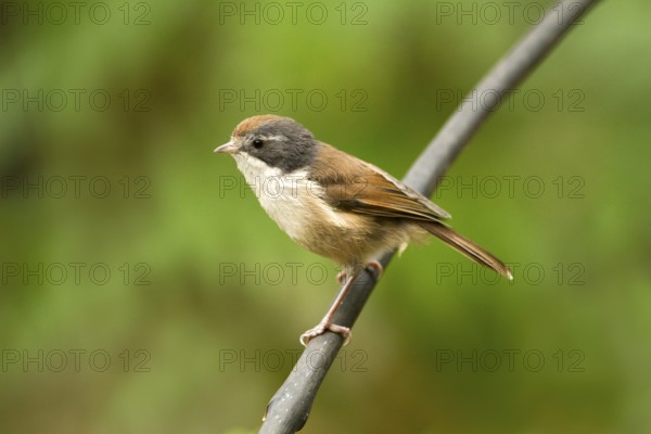 Pipipi (Mohoua novaeseelandiae), Rakiura National Park, New Zealand