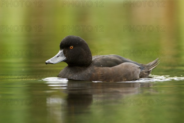 New Zealand Scaup (Aythya novaeseelandiae) male, Northwood, Christchurch, Canterbury, North Island,