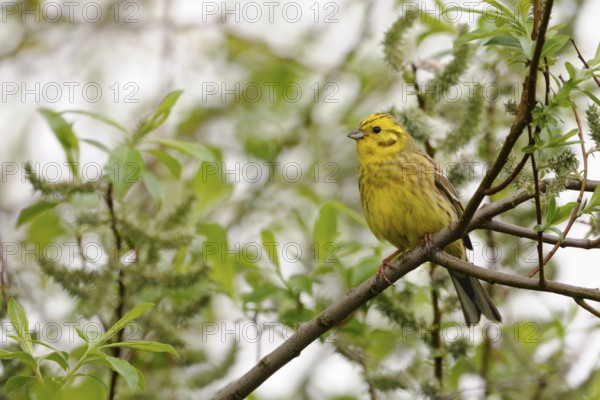 Yellowhammer (Emberiza citrinella) perched on a branch, North Rhine-Westphalia, Germany