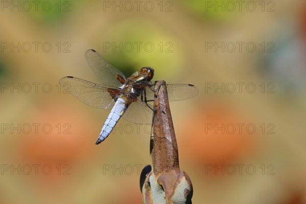 Flat-bellied dragonfly (Libellula depressa), male sitting on a fence top in the garden, close-up,