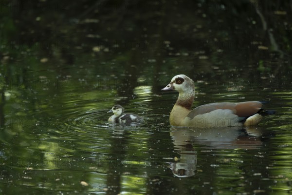 A Nile Goose (Alopochen aegyptiaca) swims comfortably with a chick on a pond in the forest, animal