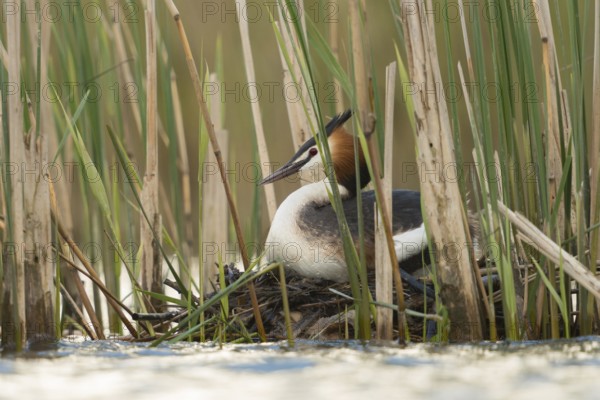 On the nest... Great Crested Grebe (Podiceps Scalloped ribbonfish) breeds between reeds in natural