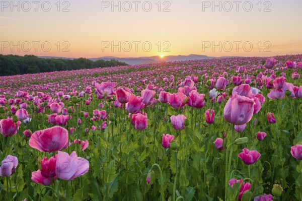 Opium poppy (Papaver somniferum), in the light of sunrise, summer, Germerode, Geo nature park Park
