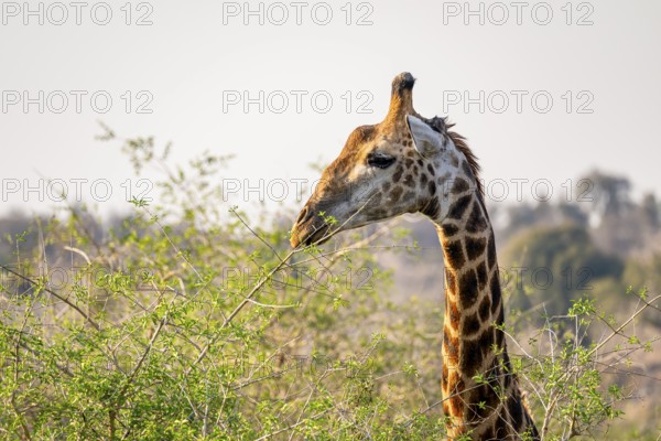 Cape giraffe (Giraffa giraffa giraffa) eating young leaves of an acacia tree, animal portrait,