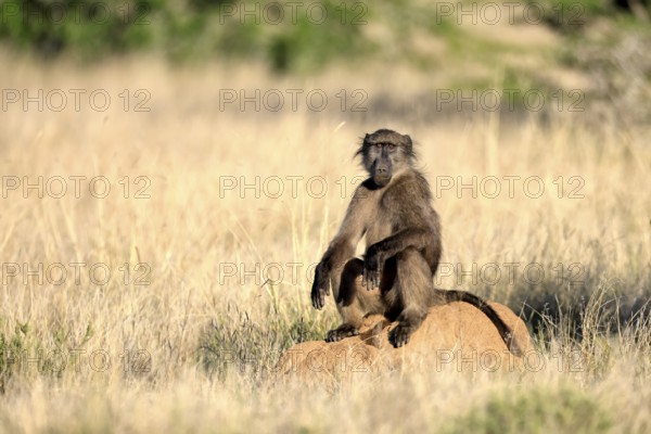Bear baboon, Tschakma baboon (Papio ursinus), adult, sitting on termite mound, alert, Kruger,