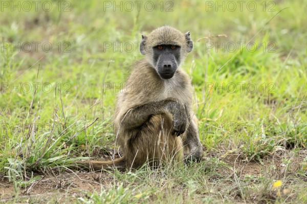 Bear baboon, Chakma baboon (Papio ursinus), adult, on ground, sitting, alert, Kruger, Kruger