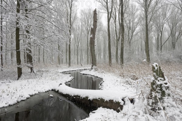 Sudden onset of winter, winter with snowfall in Meerbusch, Ilvericher Altrheinschlinge, small