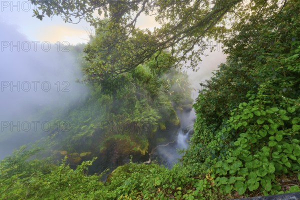Steaming waterfall surrounded by dense vegetation and a mystical atmosphere, Te Manaroa Spring, hot