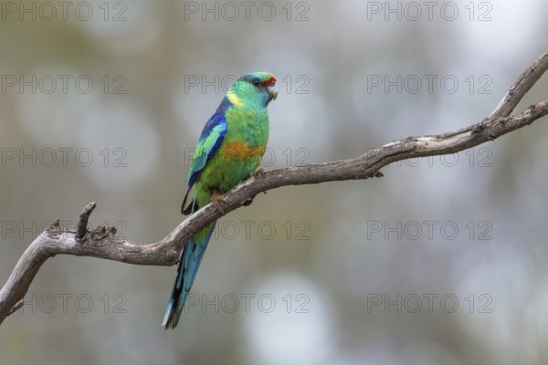 Mallee Ringneck (Barnardius zonarius barnardi) male, Victoria, Australia