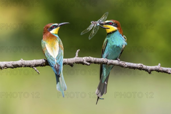 European Bee-eater (Merops apiaster) pair displaying, presentation of a Lesser emperor (Anax