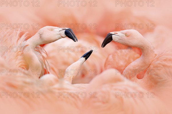 Flaningo fight. American flamingo, Phoenicopterus rubernice, pink big bird, dancing in water,