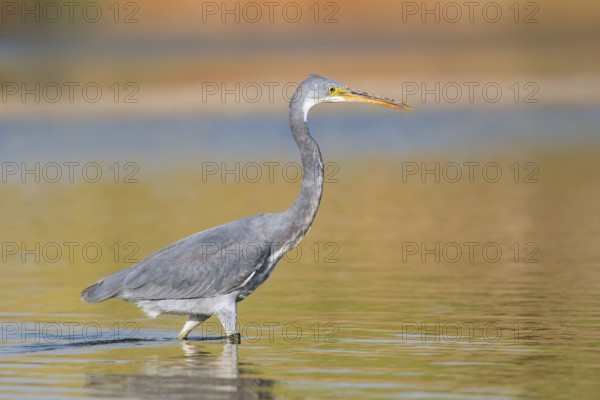Western Reef Heron (Egretta gularis), Eilat, Israel