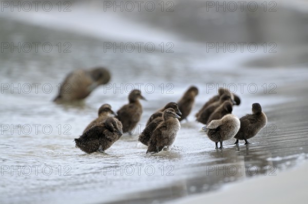 Eiderente (Somateria mollissima), Eider, Jungvoegel am Strand, Weibchen im Hintergrund, Juni, Duene
