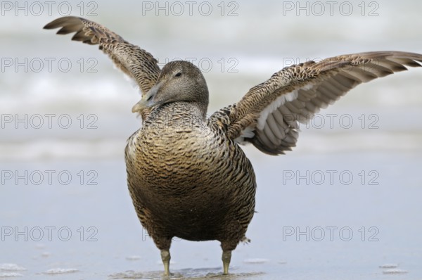 Eiderente (Somateria mollissima), Eider, Weibchen am Strand, schlaegt mit den Fluegeln, Juni, Duene