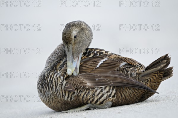 Eiderente (Somateria mollissima), Eider, Weibchen sitzt am Strand und putzt sich, Juni, Duene der