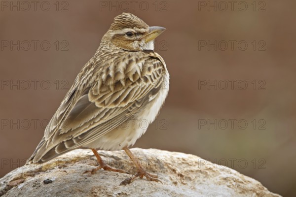 Bimaculated Lark (Melanocorypha bimaculata), Nigde, Turkey