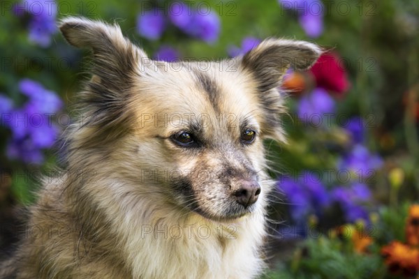 Light brown mixed-breed dog, medium-length coat, portrait, in the garden. Older dog, white muzzle.