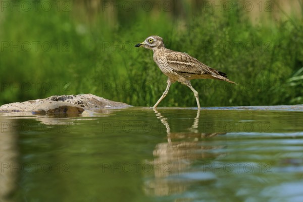 A bird in a calm environment, reflected on a water surface surrounded by green foliage, Stone