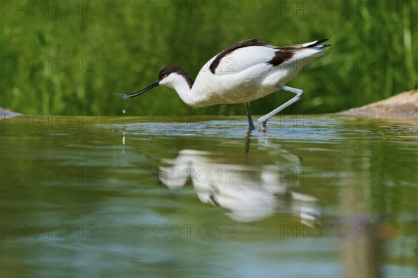 Avocet with curved bill over the water, beginning to drink with drops visible, Avocet