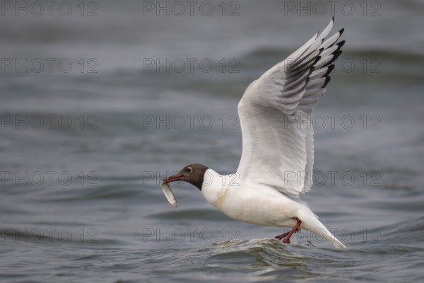 Black-headed gull (Chroicocephalus ridibundus) in summer plumage, with a small fish in its beak,