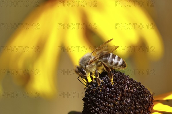 European honey bee (Apis mellifera), collecting nectar from a yellow coneflower (Echinacea