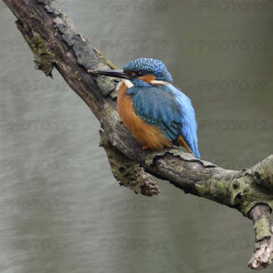 Breeding preparations... Kingfisher (Alcedo atthis) with remains of soil on its beak from digging