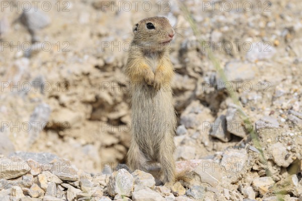 A young European ground squirrel (Spermophilus citellus) or European souslik stands upright on a