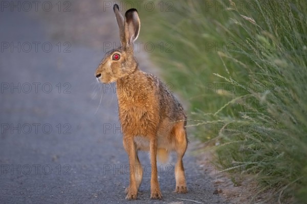 A hare sits on a dirt track at sunrise in the north-west of Frankfurt am Main, Frankfurt am Main,