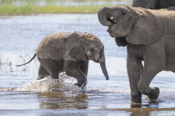 Elephant calf (Loxodonta africana calf) having fun playing in water. The newborn is having fun in