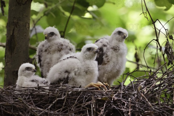 Chicks in the nest... Sparrowhawk (Accipiter nisus), young, not yet fledged birds of prey in down