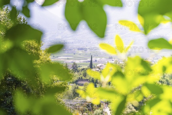 A view through green leaves of a valley in a sunny landscape, Botanical Garden, The Gardens of