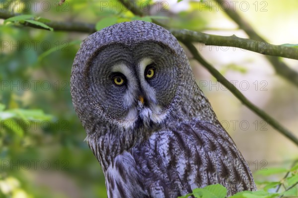 Large owl with striking yellow eyes in a green forest environment, Barred Owl (Strix nebulosa),