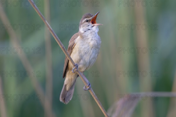 Great Reed Warbler (Acrocephalus arundinaceus) male singing, Saxony, Germany