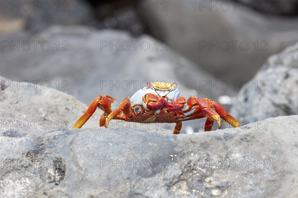 Red rock crab (Grapsus grapsus), San Cristobal, Galapagos, Ecuador