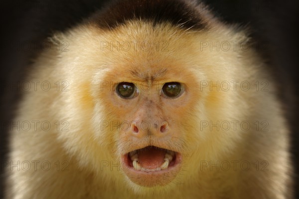 Close-up detail of monkey face. White-headed Capuchin, black monkey sitting on tree branch in the