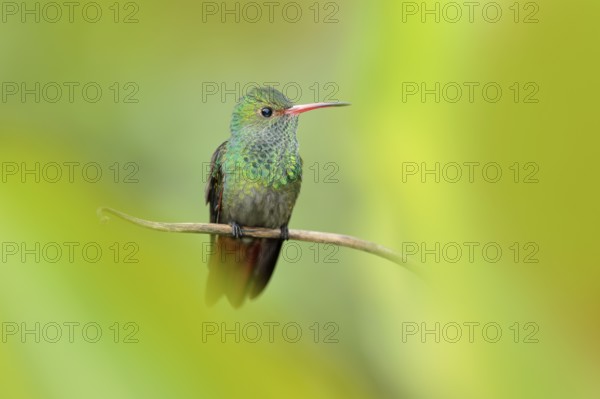 Bird with red bill, America. Rufous-tailed Hummingbird, Amazilia tzacat, with clear green