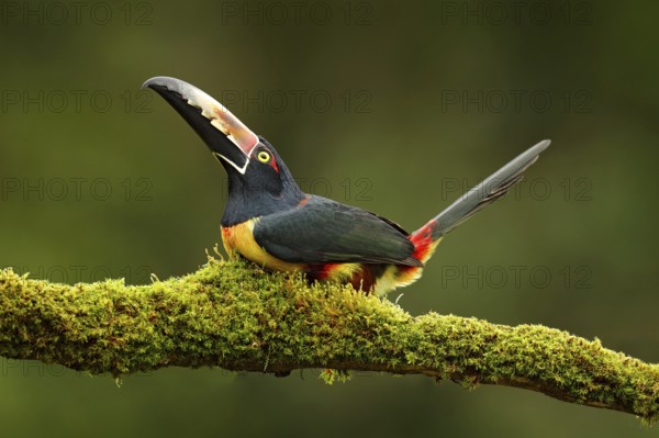 Collared Aracari, Pteroglossus torquatus, bird with big bill. Toucan sitting on the branch in the