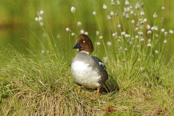 Common pochard, Aythya ferina, is diving duck from Europe. Bird in the beautiful habitat, bird with