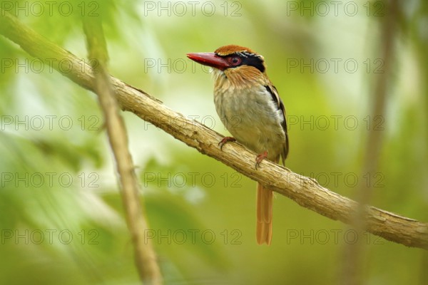 Lilac-cheeked Kingfisher, Cittura cyanotis, sitting on the branch in the green tropical forest.