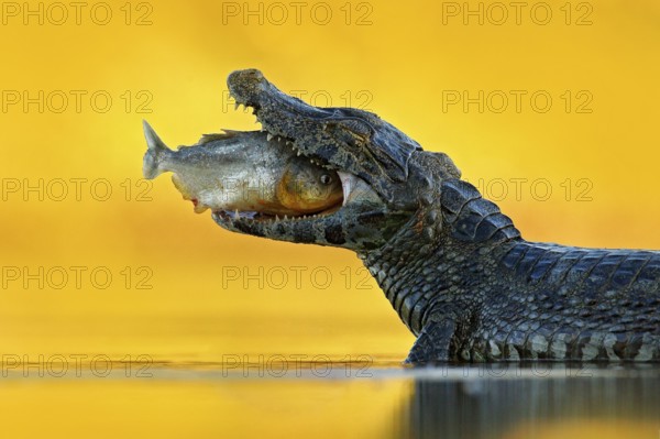 Crocodile catch fish in river water, evening lighta. Caiman with piranha. Yacare Caiman, crocodile