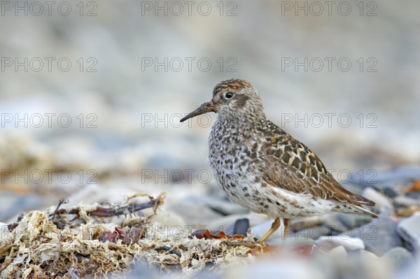 Purple Sandpiper, Calidris maritima, sea water bird in the nature habitat. Animal on the ocean