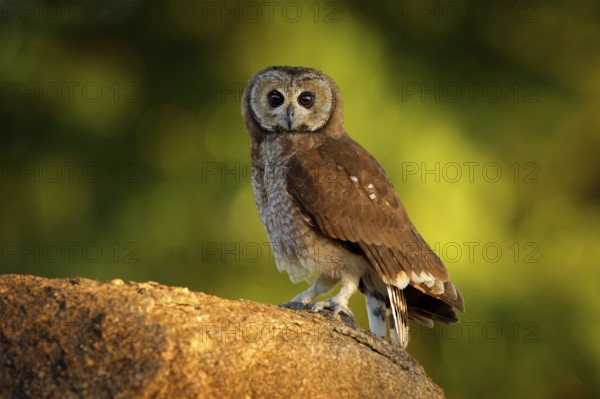 Marsh owl, Asio capensis, Lake Kariba, Zimbabwe. Bird siting on the stone in green vegetation,