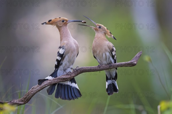 Eurasian Hoopoe (Upupa epops) male feeding female in courtship ritual, Saxony-Anhalt, Germany