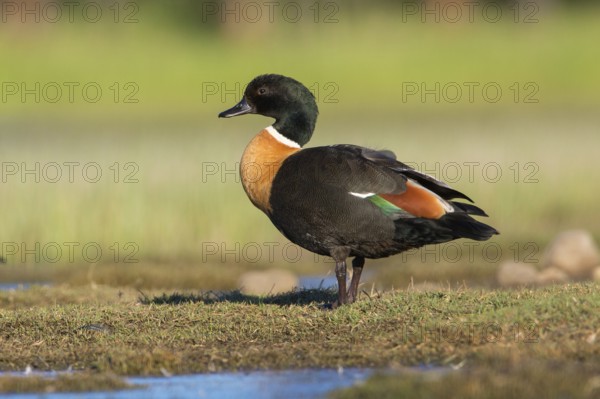 Australian Shelduck (Tadorna tadornoides) male, Victoria, Australia