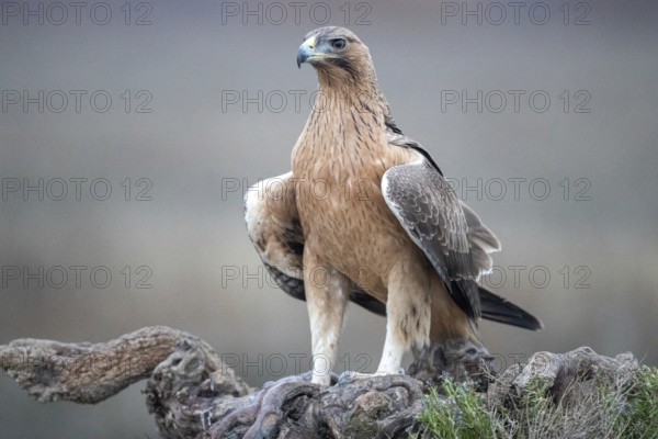 Bonelli's Eagle (Aquila fasciata) juvenile, Castile-La Mancha, Spain
