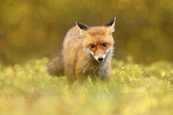 Red Fox, Vulpes vulpes in fall forest. Beautiful animal in the nature habitat. Wildlife scene from