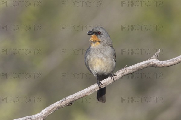 Gilbert's Whistler (Pachycephala inornata) male perched on a branch, Victoria, Australia