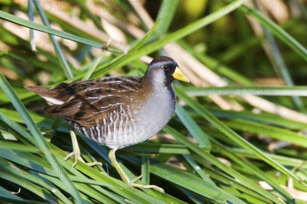 Sora Porzana carolinensis Tucson, Arizona, USA 23 March Adult breeding plumage. Rallidae